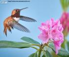 Αρσενικό Καστανοκοκκινο Hummingbird και λουλούδι